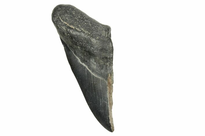 Partial Fossil Megalodon Tooth - South Carolina #370024